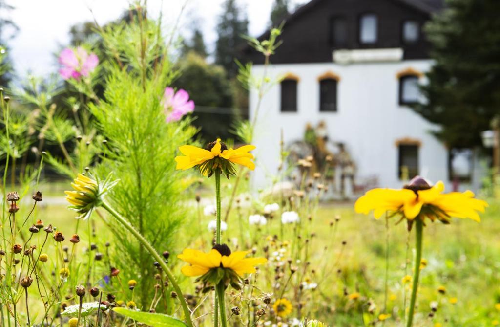 Pension Haus Fuerstenberg Beierfeld Εξωτερικό φωτογραφία